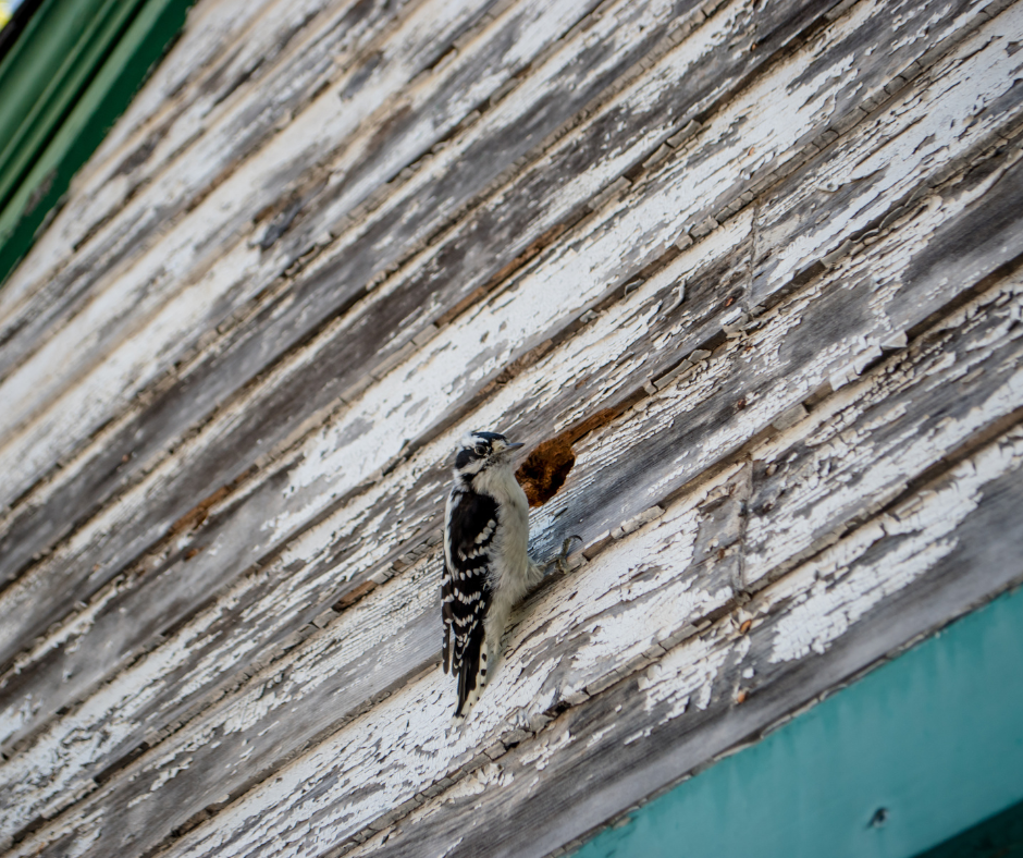 Why Are There Woodpeckers Pecking My House   Woodpecker On House 